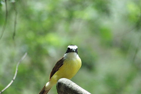 Great Kiskadee, Williams Wildlife Refuge, Weslaco, Texas