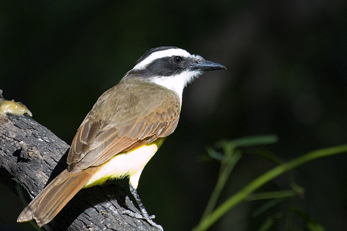 Great Kiskadee, Williams Wildlife Refuge, Pharr, Texas