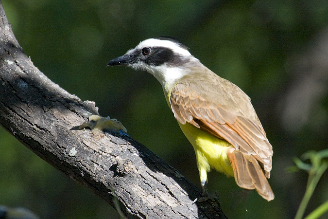 Great Kiskadee, Williams Wildlife Refuge, Pharr, Texas