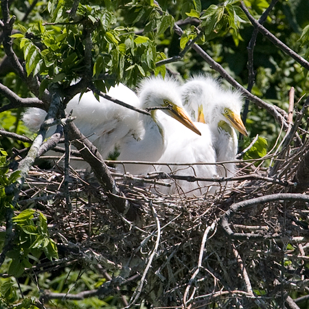 Great Egret with Nestlings, Smith Oaks, High Island, Texas