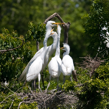 Great Egret with Nestlings, Smith Oaks, High Island, Texas