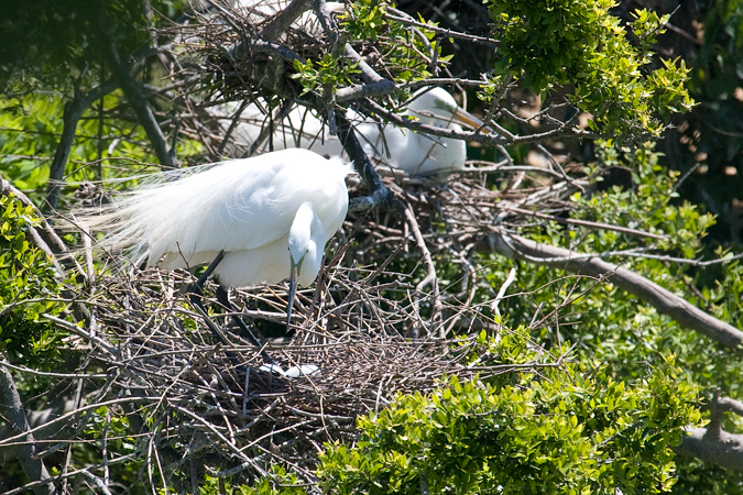 Nesting Great Egret, Smith Oaks, High Island, Texas