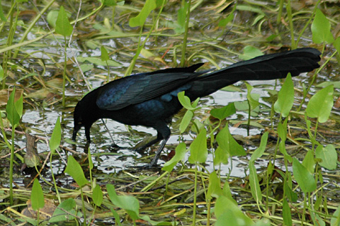 Great-tailed Grackle, Sabal Palm Sanctuary, Texas