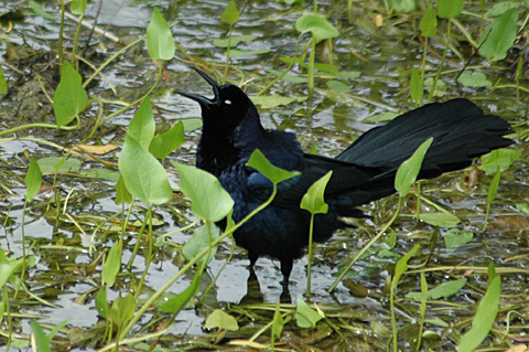 Great-tailed Grackle, Sabal Palm Sanctuary, Texas