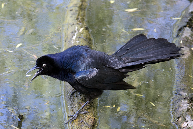 Great-tailed Grackle, Paradise Pond, Port Aransas, Texas