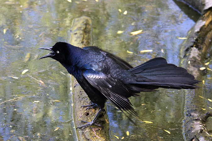 Great-tailed Grackle, Paradise Pond, Port Aransas, Texas