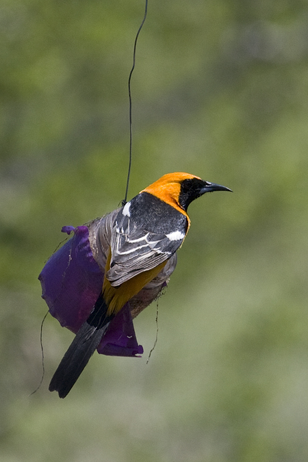 Hooded Oriole, Neal's Lodges, Concan, Texas