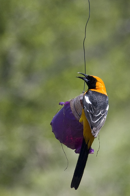 Hooded Oriole, Neal's Lodges, Concan, Texas