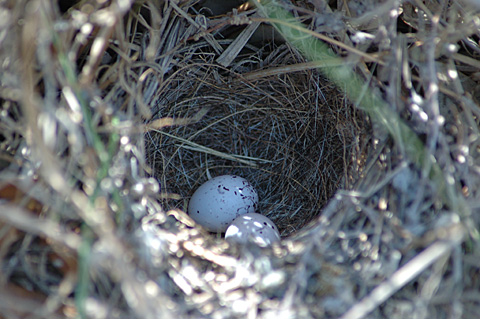 Lark Sparrow Nest and Eggs, Norias Division, King Ranch, Texas