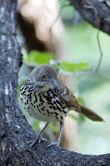 Long-billed Thrasher, Williams Wildlife Refuge, Pharr, Texas