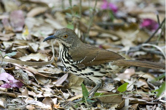 Long-billed Thrasher, Williams Wildlife Refuge, Pharr, Texas