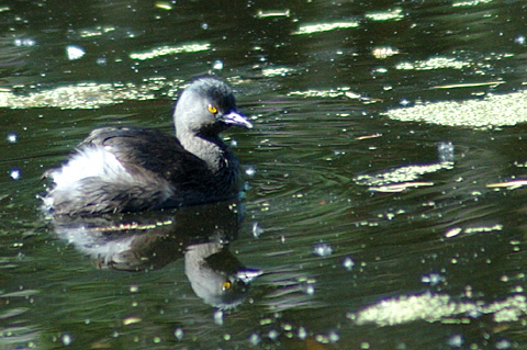 Least Grebe, Paradise Pond, Port Aransas, Texas