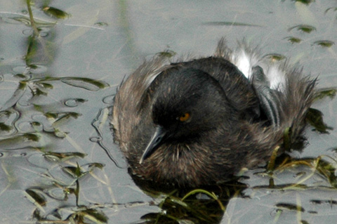 Least Grebe, Sabal Palm Sanctuary, Texas