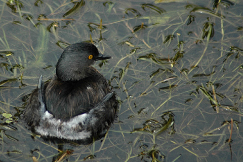 Least Grebe, Sabal Palm Sanctuary, Texas