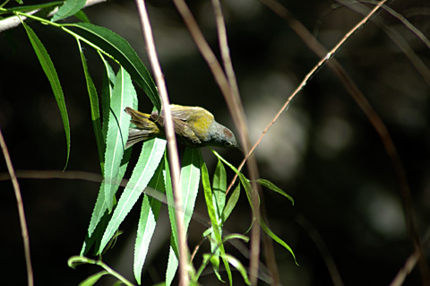 Nashville, Warbler, Paradise Pond, Texas