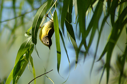 Nashville Warbler, Paradise Pond, Port Aransas, Texas