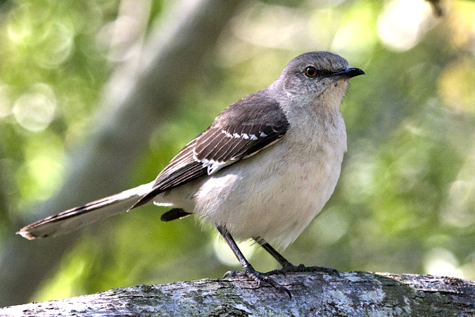 Northern Mockingbird, Williams Wildlife Refuge, Pharr, Texas