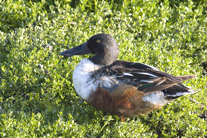 Northern Shoveler, Leonabelle Turnbull Birding Center, Port Aransas, Texas