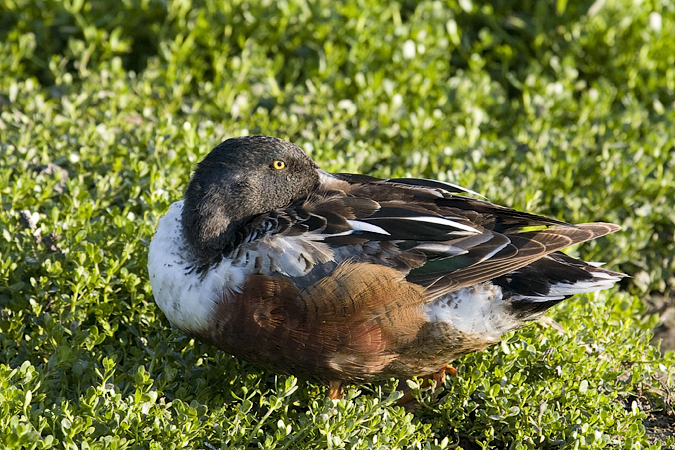 Northern Shoveler, Leonabelle Turnbull Birding Center, Port Aransas, Texas