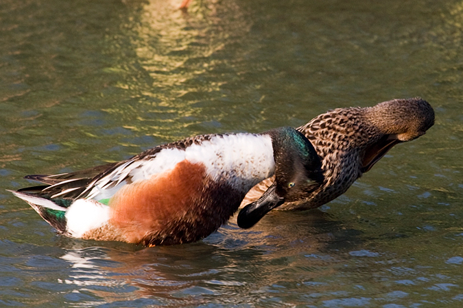 Northern Shovelers, Leonabelle Turnbull Birding Center, Port Aransas, Texas