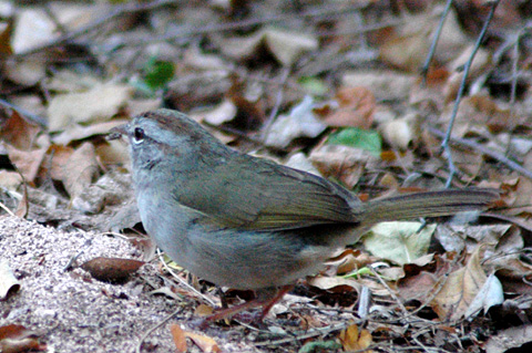 Olive Sparrow, Williams Wildlife Refuge, Weslaco, Texas