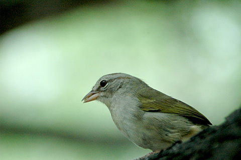 Olive Sparrow, Williams Wildlife Refuge, Weslaco, Texas