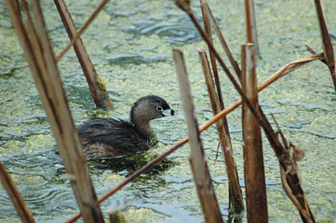 Pied-billed Grebe, Brazos Bend State Park, Texas