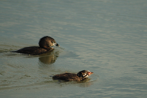 Adult and Juvenile Pied-billed Grebe, Leonabelle Turnbull Birding Center, Port Aransas, Texas