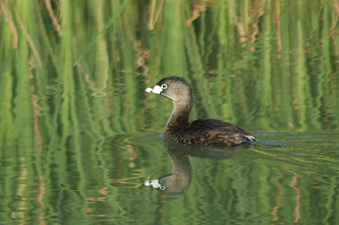 Pied-billed Grebe, Leonabelle Turnbull Birding Center, Port Aransas, Texas