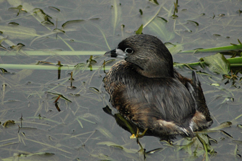 Pied-billed Grebe, Sabal Palm Sanctuary, Texas