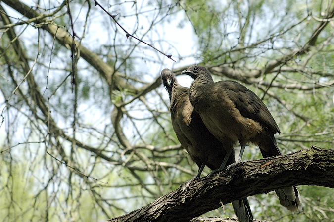 Plain Chachalaca, Williams Wildlife Refuge, Pharr, Texas