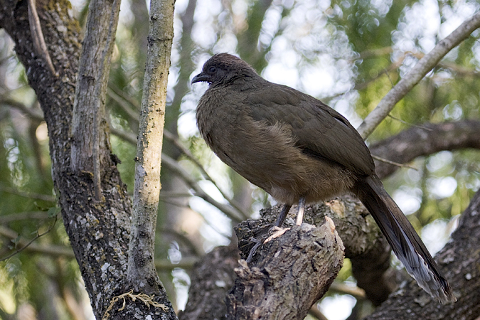 Plain Chachalaca, Williams Wildlife Refuge, Pharr, Texas