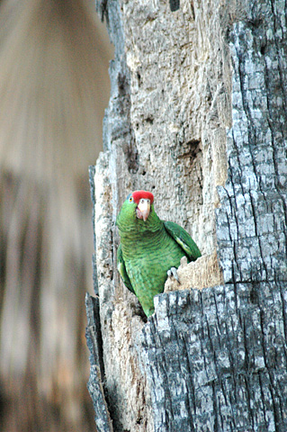 Red-crowned Parrot, Brownsville, Texas