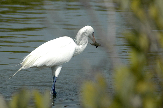 White morph Reddish Egret, Boca Chica, Texas