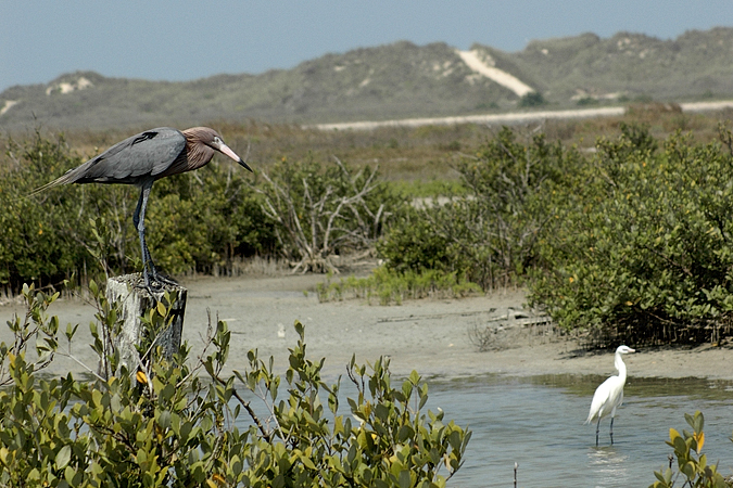 Red and white morph Reddish Egrets, Boca Chica, Texas