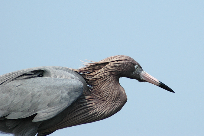 Red morph Reddish Egret, Boca Chica, Texas