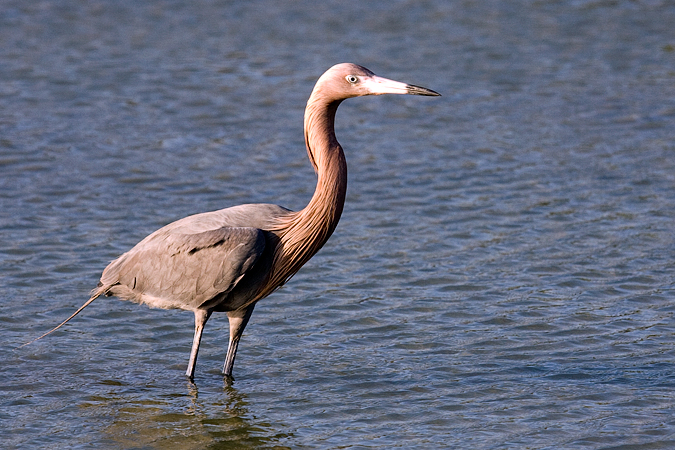 Red morph Reddish Egret, Leonabelle Turnbull Birding Center, Port Aransas, Texas