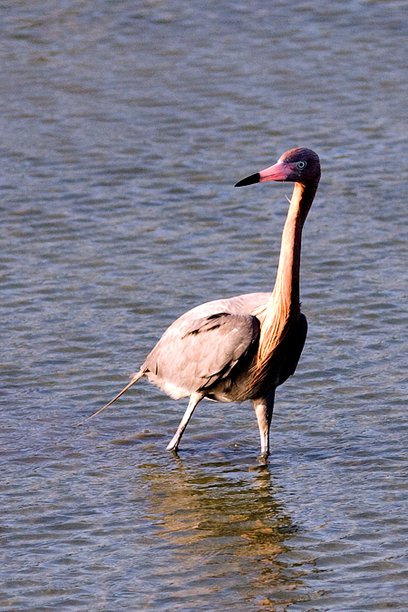 Red morph Reddish Egret, Leonabelle Turnbull Birding Center, Port Aransas, Texas