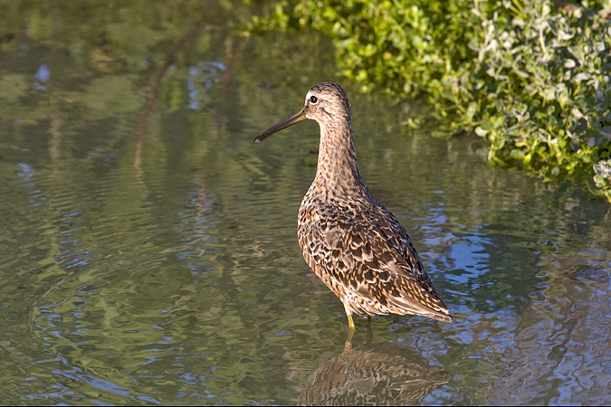 Short-billed Dowitcher, Leonabelle Turnbull Birding Center, Port Aransas, Texs