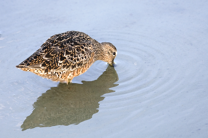 Short-billed Dowitcher, Leonabelle Turnbull Birding Center, Port Aransas, Texs