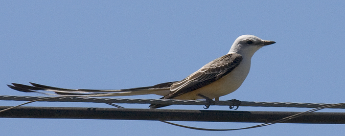 Scissor-tailed Flycatcher in Texas