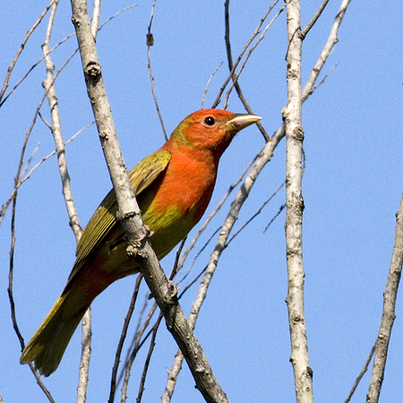 Molting Summer Tanager, Paradise Pond, Port Aransas, Texas