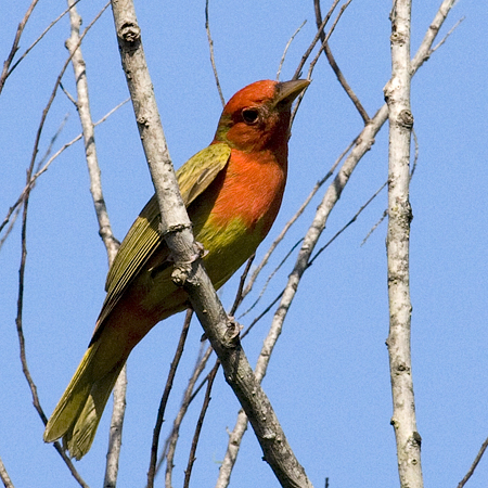 Molting Summer Tanager, Paradise Pond, Port Aransas, Texas