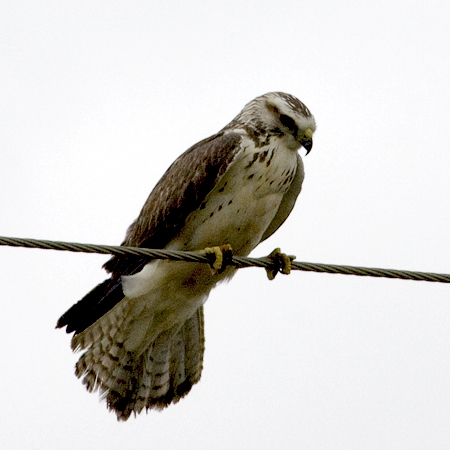 Juvenile Swainson's Hawk, Texas