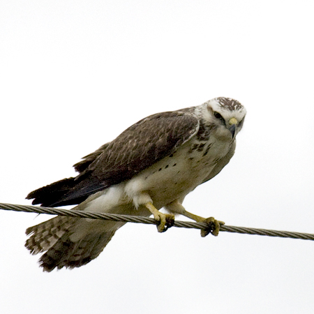 Juvenile Swainson's Hawk, Texas