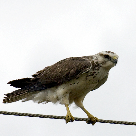 Juvenile Swainson's Hawk, Texas