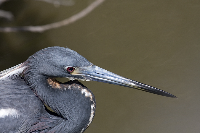 Tricolored Heron, Leonabelle Turnbull Birding Center, Port Aransas, Texas