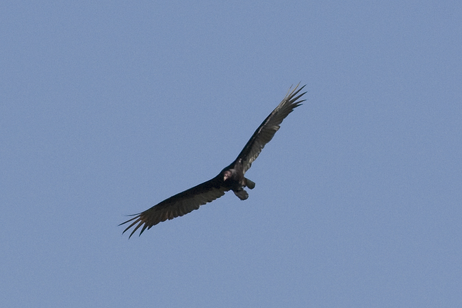 Turkey Vulture, Lost Maples Natural Area, Uvalde County, Texas