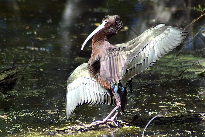 White-faced Ibis, Paradise Pond, Port Aransas, Texas