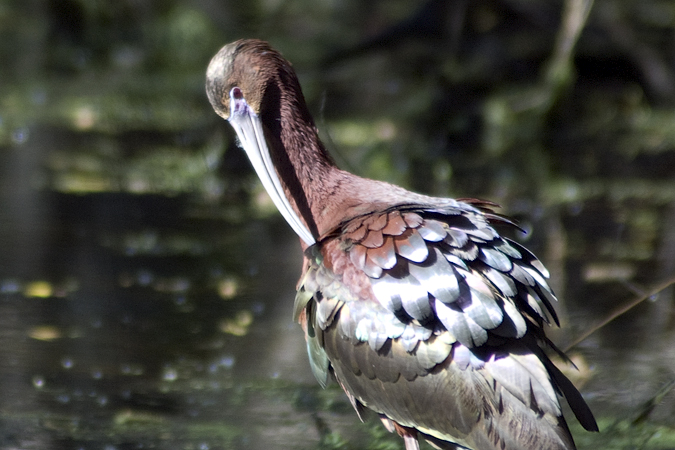 White-faced Ibis, Paradise Pond, Port Aransas, Texas